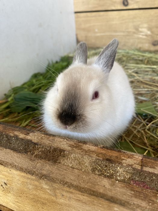 Pui de iepure REX PITIC, cu varsta de 4 luni, femelă
