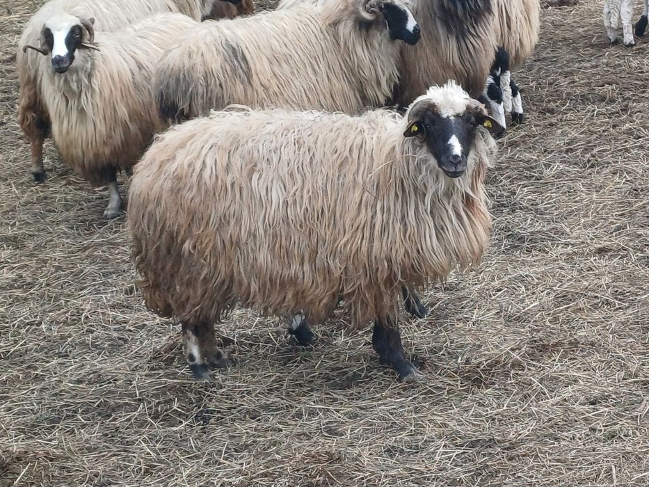 4 oi fatate de vanzare