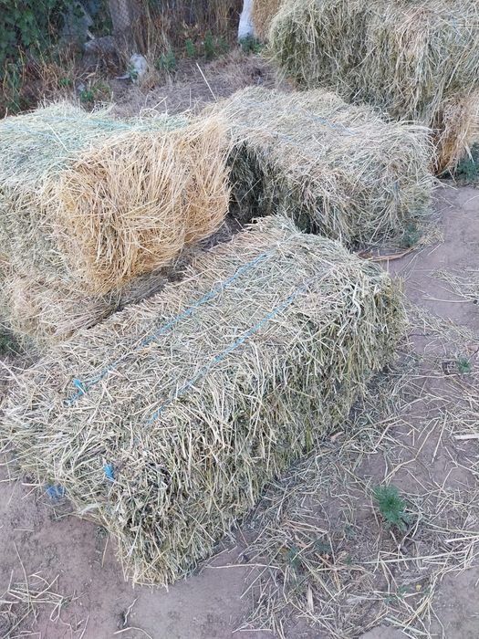 Vând baloți de fân din primul rand !