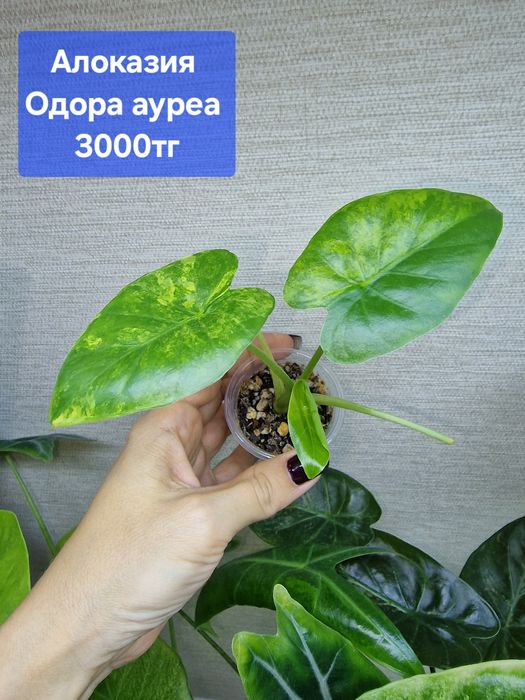 Продам комнатные растения