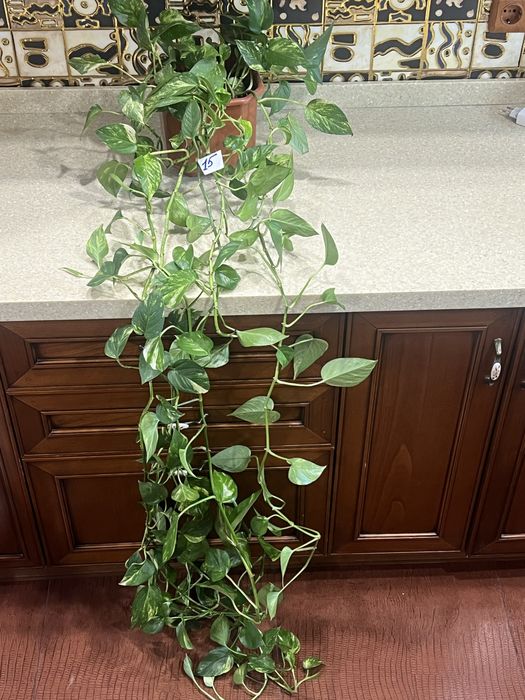 Продаётся комнатное растение сциндапсус