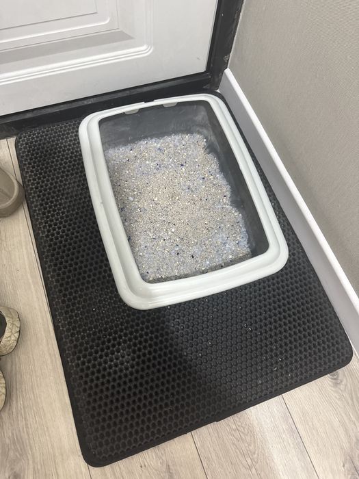 Продается породистый котенок