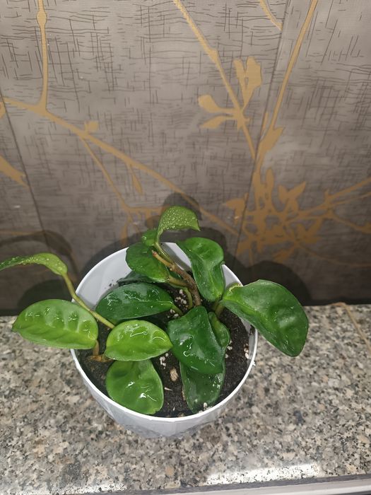 Цветок Хойя , асал томчи гул