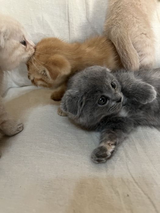 Тоза зотли скоттиш фолд