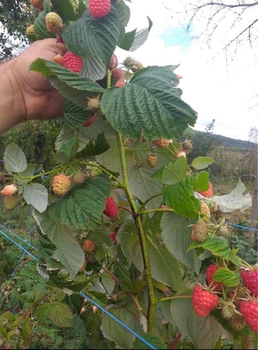 Drajoni zmeura polka