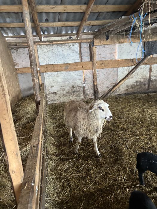 Vând 3 oi de un an cu miei lângă ele