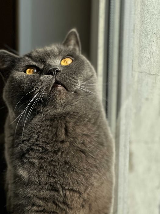 Отдам кота в хорошие руки