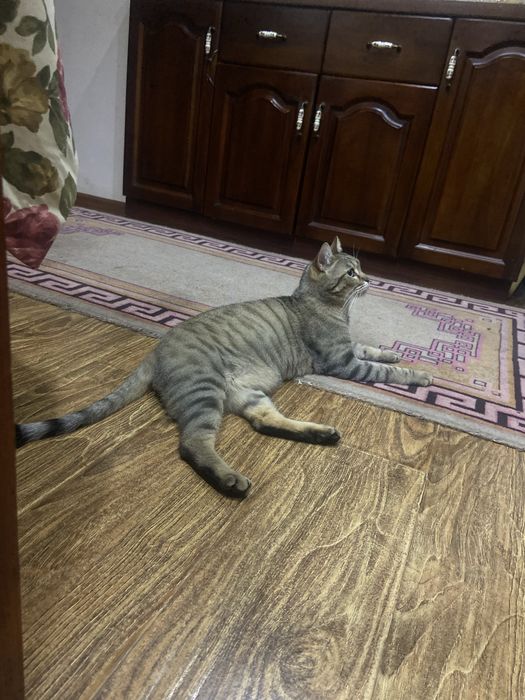 Отдаем кота даром в хорошие руки