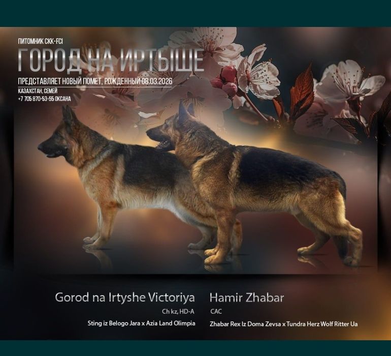 Немецкая овчарка