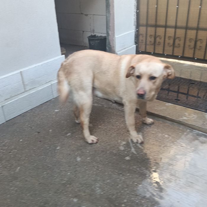 Donez  caine Labrador