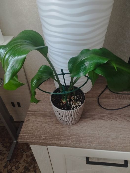 Комнатное растение драцена, район Евразии