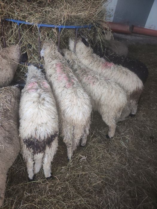 salut ,am berbecuti de vînzare ,si brezi si sulfok de carne