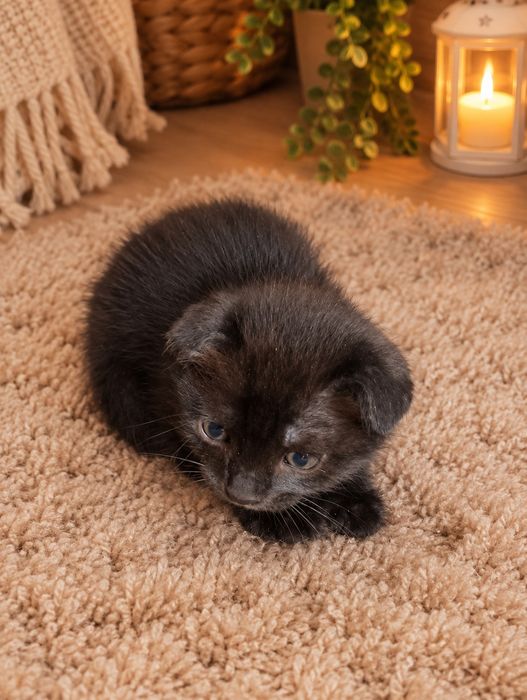 Котята Шотландцы