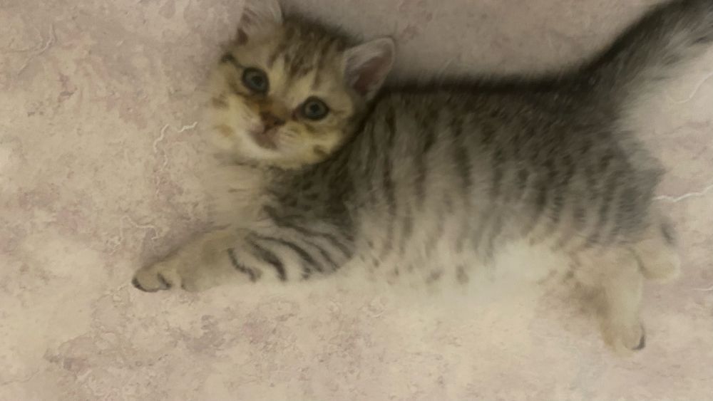 Отдам котенка 1 мес девочка