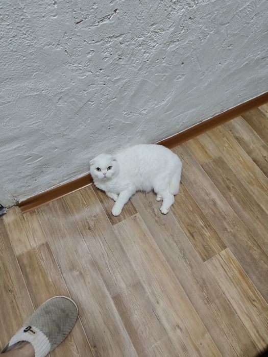 Шотландская Скоттш Фолд