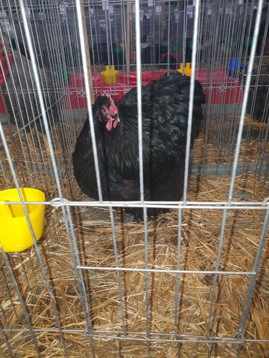 gaini orpington de vanzare