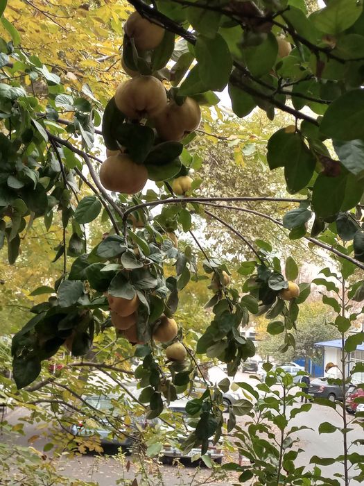 Юнусабад 13 Метро, базар 1(2)/1/4 своя