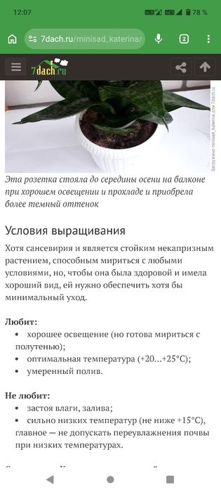 Сансевьерия Ханни. Выведена  в 1941 г