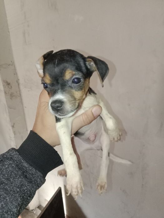 Джек Рассел Терьер