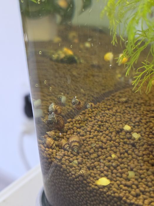 Продам улиток аквариумных