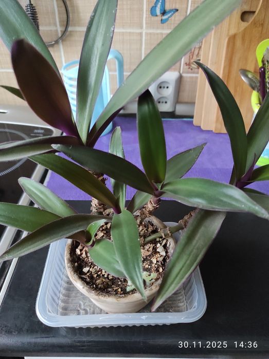 Цветы комнатные в горшках