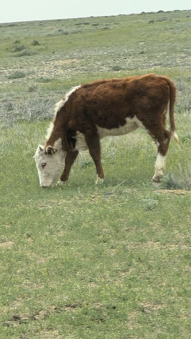 Продаются телята годовалые