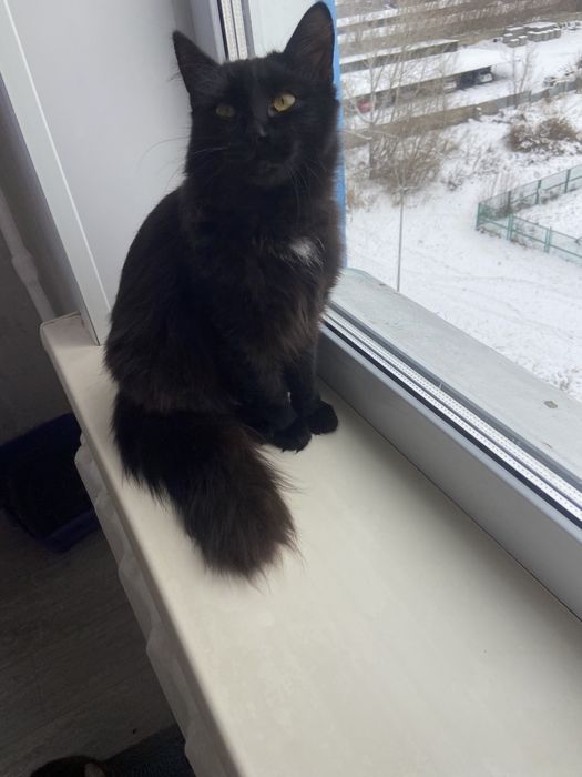 Отдам в добрые руки