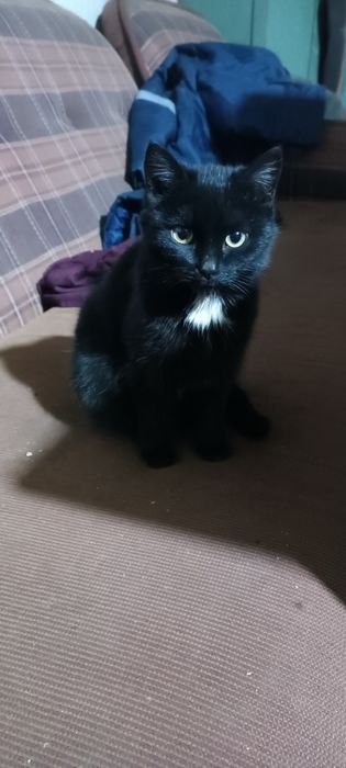 Отдам в добрые руки