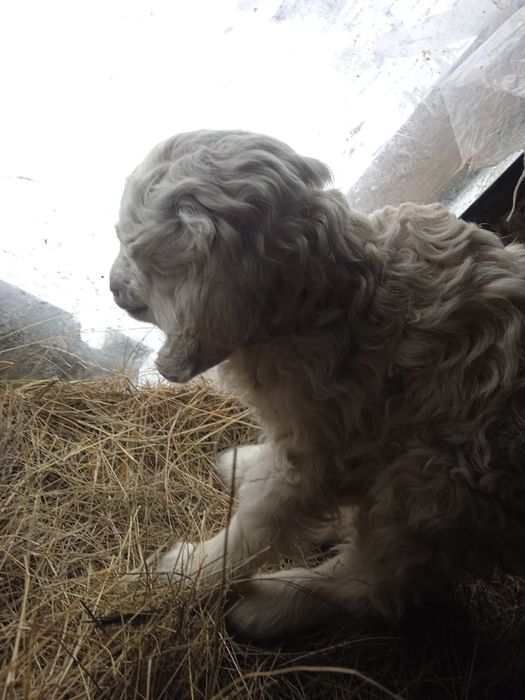 лақтар ешкі коза недорого