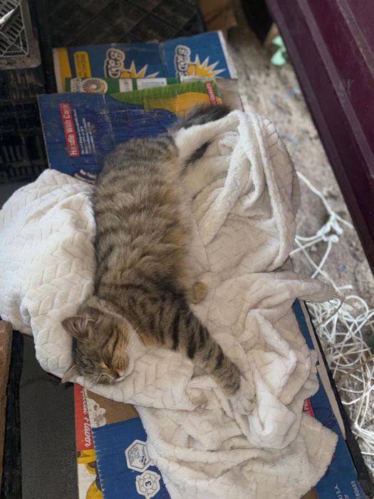 Отдам в хорошие руки кошку