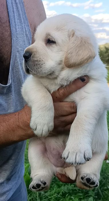 Băiețel Labrador Retriever cu Pedigree