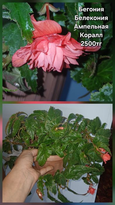 Продам разные растения