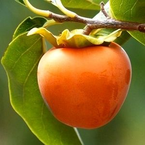 Pomi Exotici (KAKI Diferite Soiuri )la ghiveci