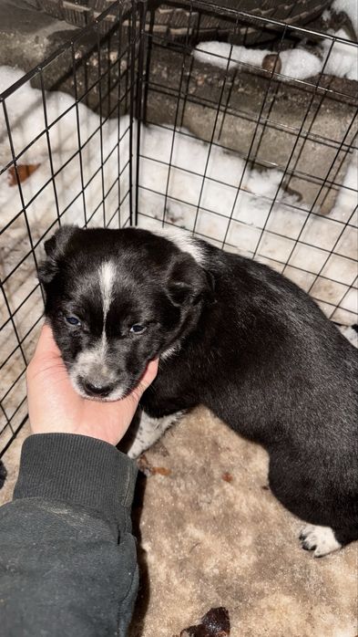 Отдам щенков бесплатно