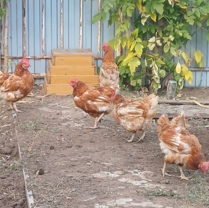 Продам кур несушки