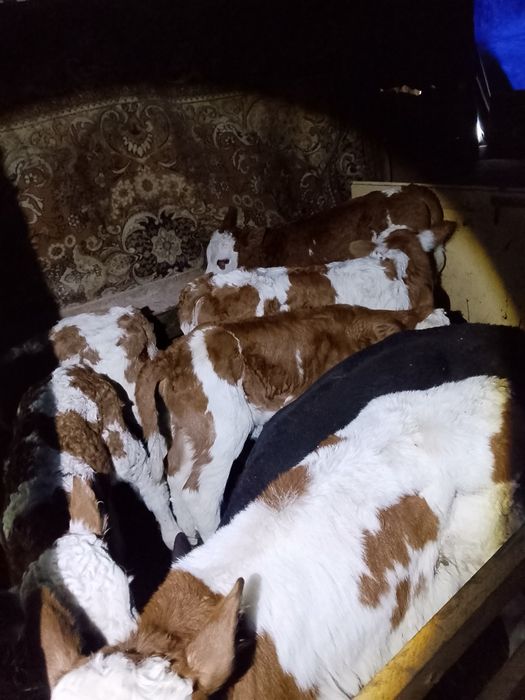 Vand viței antercati și de lapte