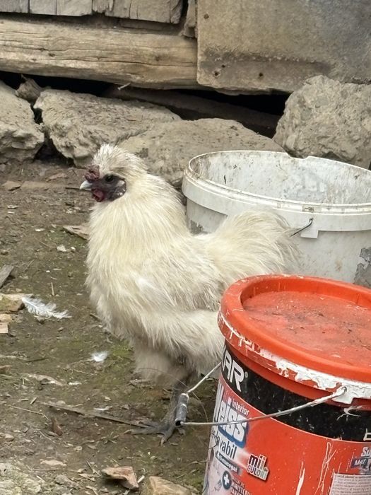 Oua , si cocoși mătase japoneza alba 2024 !