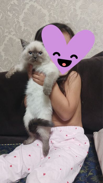 Продам кошку породистую