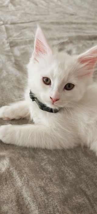 Продам котят Ангора