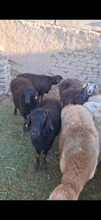 Қой тоқты сатылады