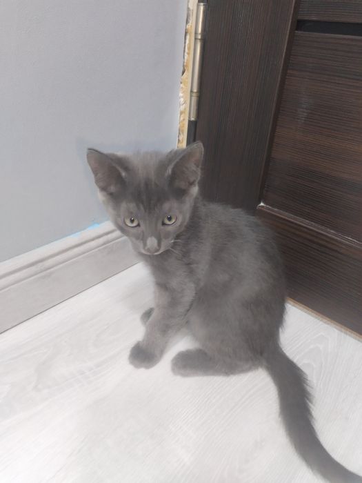отдаём котят в добрые руки