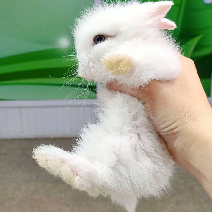 Домашние питомцы в наличии