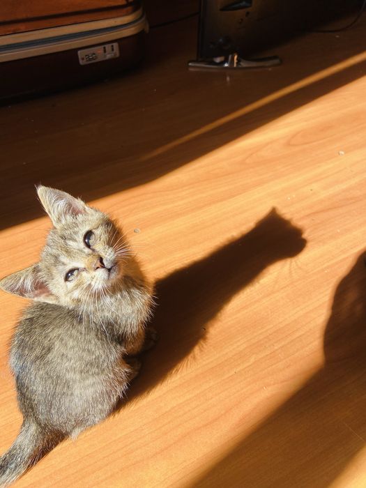Отдам бесплатно котёнка мальчика 2 месяца