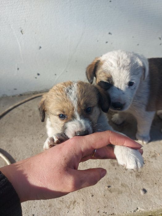 DONEZ pui de cățel - gratuit