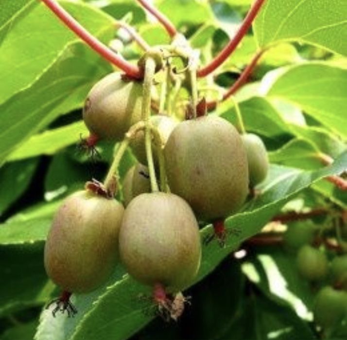 Kiwi actinidia delocioasa autofertili