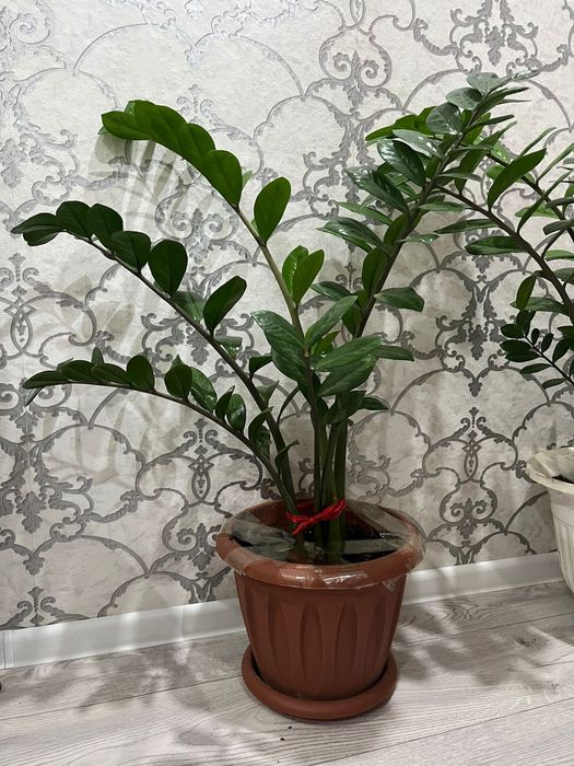 Домашние Цветы на горшке