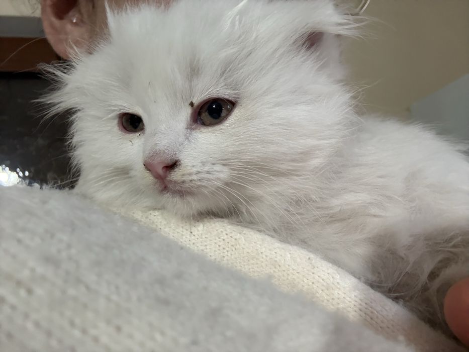 Девочка британка длиношерсная