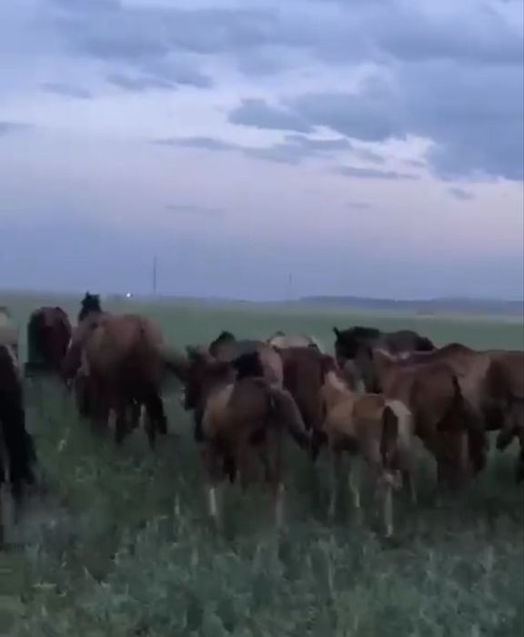 Продам охотничье хозяйство