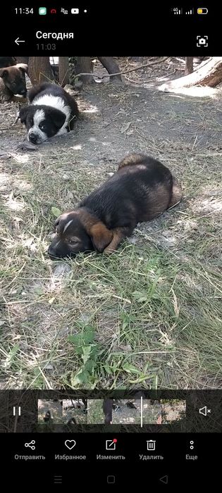 Милый пёсель мальчик