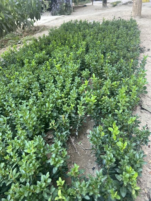 shamshod kochat 1,5 yillik